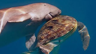 incredible sight Dugong versus turtle who wins  Marsa Alam Egypt red sea [upl. by Nangatrad]