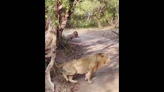 Its my area viralvideo live shortvideo shorts safari lionsafari gujarat gujaratinews [upl. by Snah198]