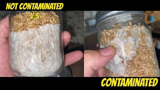 How To Tell If Grain Spawn Is Contaminated [upl. by Alderman518]