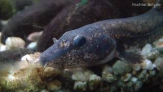 HD My Stone loach in a fish tank  Bachschmerle im Aquarium 55 [upl. by Talmud549]