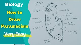 Draw a labelled diagram of ParameciumParamecium Drawing Easy [upl. by Hsirt51]