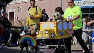 Dog Halloween costume parade Rehoboth Beach Delaware  October 27th 2024 [upl. by Walrath]