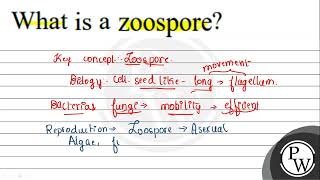 What is a Zoospore [upl. by Maclaine]