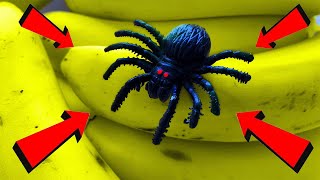 SPIDER IN BANANA [upl. by Eanahs460]