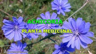 La Achicoria  Propiedades y Beneficios Medicinales [upl. by Ahsiatal]