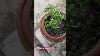 Mini chandni  Terrace garden  Flowers  Beautiful flowers Nature plants gardenflowers [upl. by Nunnery453]