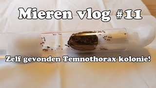 Zelf gevonden Temnothorax kolonieMieren vlog 11 [upl. by Noyek]