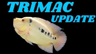 Trimac Cichlid Progress [upl. by Amy386]