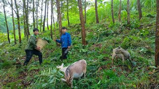 Sowing wet rice seeds Washing duck cages Reclaiming and planting cinnamon trees  Day 20 [upl. by Nosak]