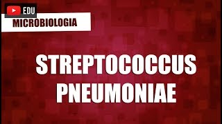 Streptococcus pneumoniae  Microbiologia [upl. by Oicor]