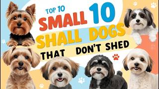 10 Small Dogs That Don’t Shed Perfect Companions for Allergy Sufferers [upl. by Maurizia]