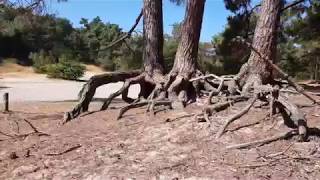 Walking tour of Nationaal Park De Loonse en Drunense Duinen Netherlands 【4K】 [upl. by Yeleen]