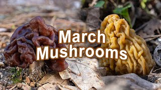 Mushroom Hunting  March 2023  False Morel  Early Morel  Wrinkled Thimble Morel  Verpa bohemica [upl. by Lleral]