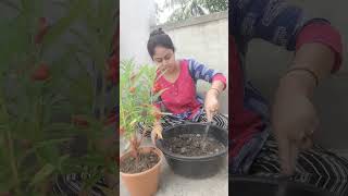 Dopati fule vore geche gachshortsfeed gardening shortvideo viralvideo [upl. by Stuppy]