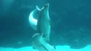 Dolphins Mating in An Aquarium  Mysteries of the Sea World [upl. by Nerty]