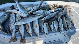 Freeline Croaker for Limits of Big Speckled Trout [upl. by Cathee]