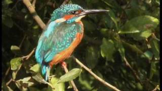 Martinpêcheur dEurope  Common Kingfisher  Alcedo athis [upl. by Burtis911]