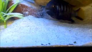 ELONGATUS CHEWERE CICHLID [upl. by Enitsirhc]