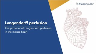 Langendorff perfusion  the protocol of Langendorff perfusion in the mouse heart [upl. by Lorac]