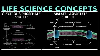 PART5 METABOLISM  SHUTTLE SYSTEM  MALATEASPARTATE SHUTTLE  GLYCEROL3PHOSPHATE SHUTTLE [upl. by Morril378]