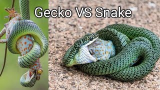 Gecko vs Snake fight Big Lizard 🦎 Bletto green snake [upl. by Narut]