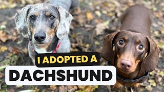 I Adopted Another Dachshund Meet Otto’s New Brother [upl. by Annez]