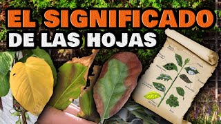 Plantas ENFERMAS y Cómo CURARLAS 🍂 Hojas amarillas se enrollan o se arrugan  Enfermedades y Plagas [upl. by Nerraj]