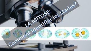 LA MITOSE COMMENT OBSERVER LA DIVISION CELLULAIRE SOUS LE MICROSCOPE [upl. by Ytinirt367]