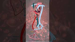 Fetal circulation usmle usmlestep1 [upl. by Ettesyl513]