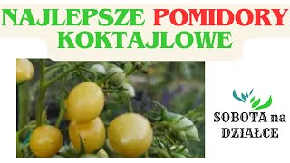 Najlepsza odmiana pomidorów koktajlowych🍅🍅🍅 [upl. by Eignav]