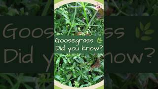 goosegrass [upl. by Llehcal]