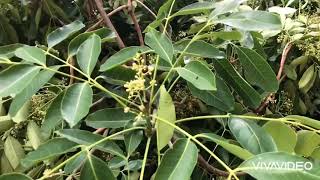 Khaya senegalensis Family Meliaceae [upl. by Anidan]