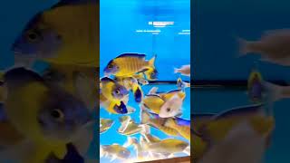 RAJAN AQUAFARM CICHLIDS KING MAKER TUTICORIN PH9486484789 WHATSAPP aquariumhobby [upl. by Dranoel]