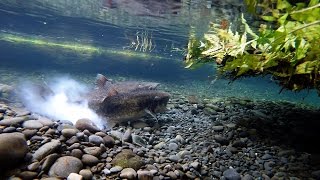 Chinook Salmon Spawning Act April 2016 [upl. by Mari279]