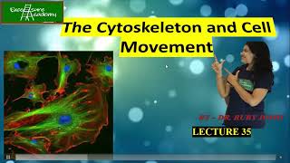 Cytoskeleton and Cell Movements Lecture35 Cell Biology Sliding Filament Theory Myosin proteins [upl. by Aratehs]