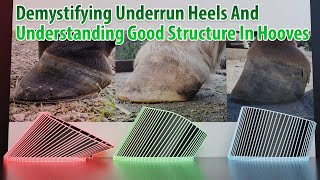 Fully Understanding Underrun Heels In Horse Hooves [upl. by Lynelle]