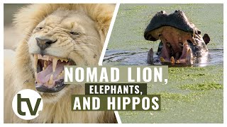 Update on NOMADIC LION many Hippo and Elephant [upl. by Alahsal]