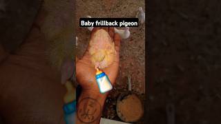 Baby frillback pigeonbirds parrot pigeon shorts subscribe [upl. by Peppy722]