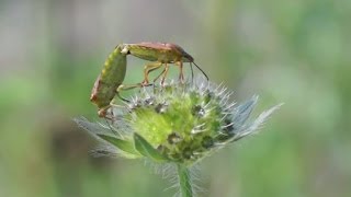 Fortpflanzungsarten  Trailer Schulfilm Biologie [upl. by Anilatak603]