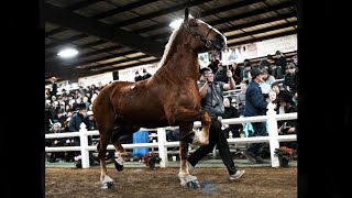 Lot 351 Selling at Gordyville MidAmerica Draft Horse Sale 18000 Spring 2022 [upl. by Yetta]