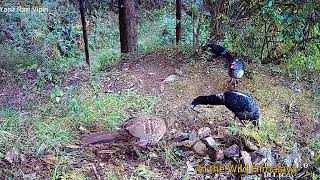 Kaker and Kalij Pheasant  Call of White Crested Laughing Thrush [upl. by Anetsirk404]