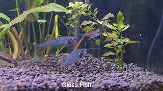 Planted tank with tetra and barb fish [upl. by Chretien]