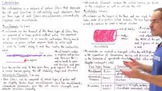 Microfilaments Intermediate Filaments and Microtubules [upl. by Htebarual]