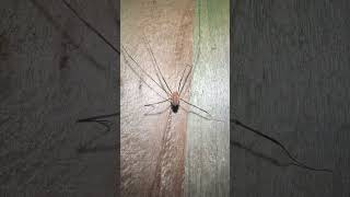 Phalangium Opilio Harvestman On Bonfire Night arachnids nature [upl. by Nav131]