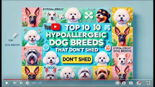 Top 10 Hypoallergenic Dog Breeds That Don’t Shed  Best Dogs for Allergy Sufferers [upl. by Alva]