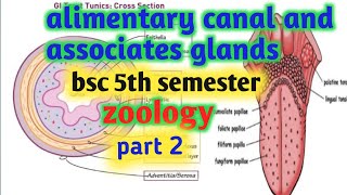 alimentary canal and associates glands bsc 5th semestertongue histology of alimentary canal [upl. by Dnomyar]