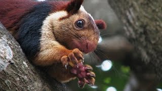 Indian Giant Squirrel  Rare Species [upl. by Kneeland234]