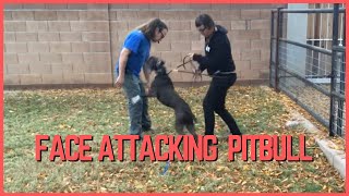 Face Attacking American Pitbull Terrier Rehabilitation [upl. by Beka446]