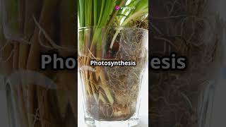 Photosynthesis vs Cellular Respiration The Ultimate Showdown facts knowledge education [upl. by Albertine]