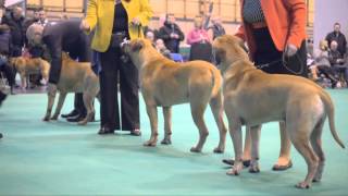 Crufts 2013 Bullmastiff [upl. by Urata764]